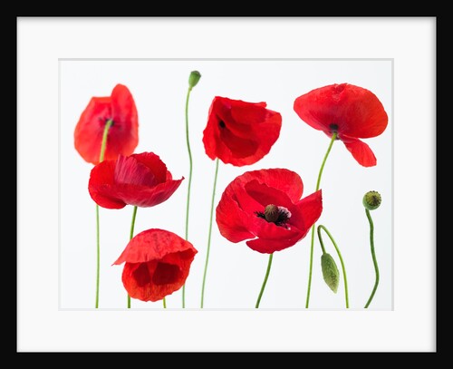 Poppies on white background by Assaf Frank